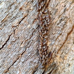 Torbia sp. at Parkes, ACT - 1 Oct 2025 by Hejor1