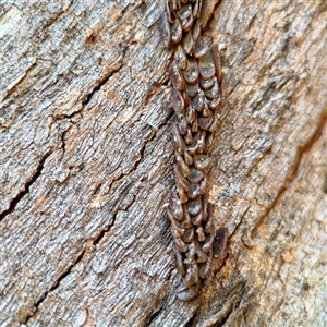 Torbia sp. at Parkes, ACT - 1 Oct 2025 by Hejor1
