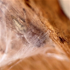 Intruda signata (Ground spider) at Parkes, ACT - 1 Oct 2025 by Hejor1