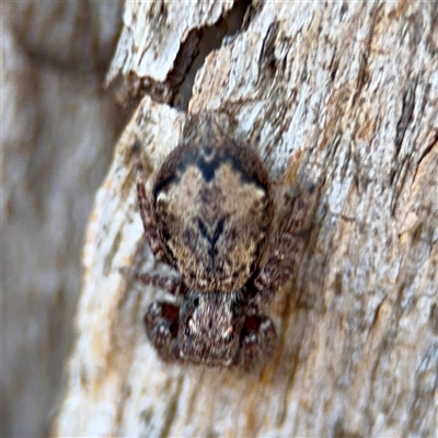 Servaea incana (Hoary Servaea) at Parkes, ACT - 1 Oct 2025 by Hejor1