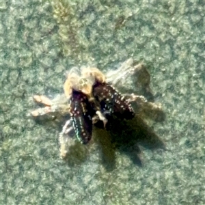 Psychodidae sp. (family) (Moth Fly, Drain Fly) at Parkes, ACT - 1 Oct 2025 by Hejor1