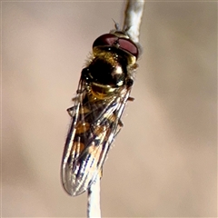 Melangyna sp. (genus) (Hover Fly) at Parkes, ACT - 1 Oct 2025 by Hejor1