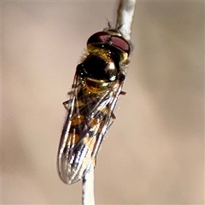 Melangyna sp. (genus) (Hover Fly) at Parkes, ACT - 1 Oct 2025 by Hejor1