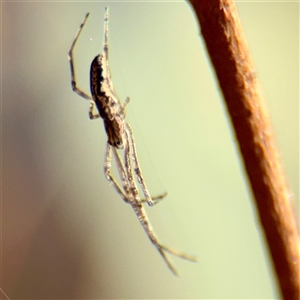Tetragnatha sp. (genus) (Long-jawed spider) at Parkes, ACT - 1 Oct 2025 by Hejor1