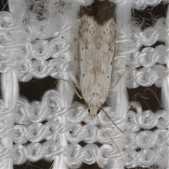 Philobota (genus) (Unidentified Philobota genus moths) at Morton Plains, VIC - 27 Jan 2015 by WendyEM