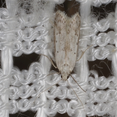 Philobota (genus) (Unidentified Philobota genus moths) at Morton Plains, VIC - 27 Jan 2015 by WendyEM
