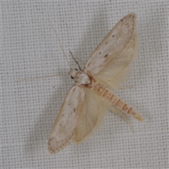 Philobota (genus) (Unidentified Philobota genus moths) at Morton Plains, VIC - 27 Jan 2015 by WendyEM