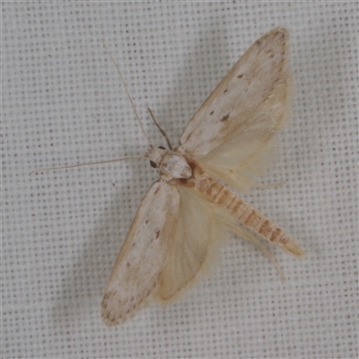 Philobota (genus) (Unidentified Philobota genus moths) at Morton Plains, VIC - 27 Jan 2015 by WendyEM