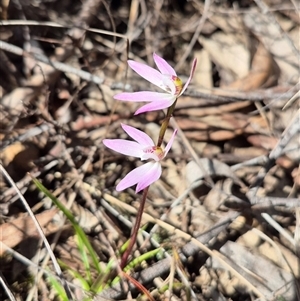 Caladenia fuscata (Dusky Fingers) at Captains Flat, NSW - 1 Oct 2025 by clarehoneydove