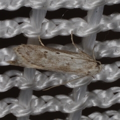 Philobota stella (A concealer moth) at Morton Plains, VIC - 27 Jan 2015 by WendyEM
