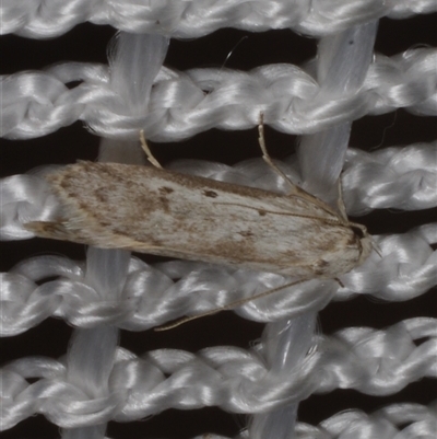 Philobota stella (A concealer moth) at Morton Plains, VIC - 27 Jan 2015 by WendyEM