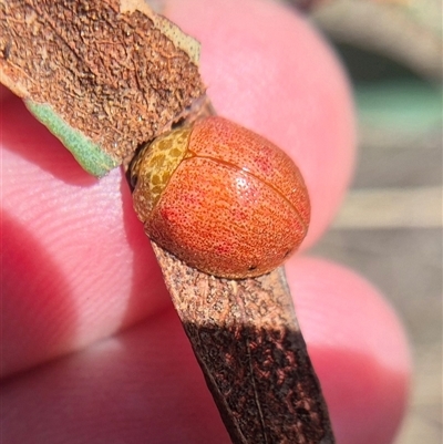 Paropsis obsoleta (Leaf beetle) at Captains Flat, NSW - 1 Oct 2025 by clarehoneydove