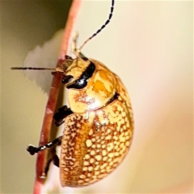 Paropsisterna cloelia (Eucalyptus variegated beetle) at Parkes, ACT - 1 Oct 2025 by Hejor1