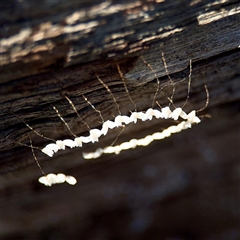 Nymphes myrmeleonoides (Blue eyes lacewing) at Parkes, ACT - 1 Oct 2025 by Hejor1