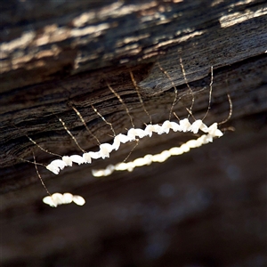 Nymphes myrmeleonoides (Blue eyes lacewing) at Parkes, ACT - 1 Oct 2025 by Hejor1