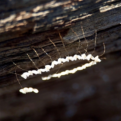 Nymphes myrmeleonoides (Blue eyes lacewing) at Parkes, ACT - 1 Oct 2025 by Hejor1