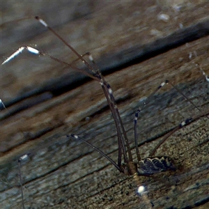Pholcus phalangioides at Parkes, ACT - 1 Oct 2025 by Hejor1