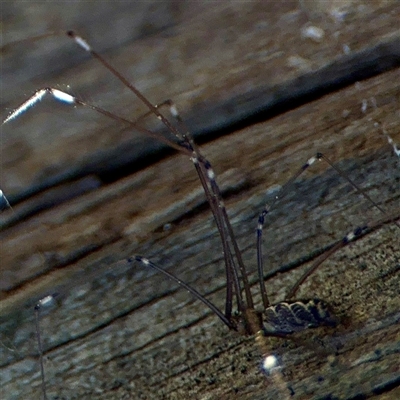 Pholcus phalangioides (Daddy-long-legs spider) at Parkes, ACT - 1 Oct 2025 by Hejor1