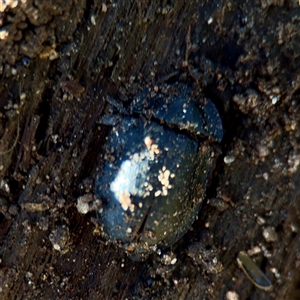 Pterohelaeus (genus) (Pie-dish beetle) at Parkes, ACT - 1 Oct 2025 by Hejor1