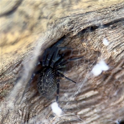 Badumna (genus) (Lattice-web spider) at Parkes, ACT - 1 Oct 2025 by Hejor1