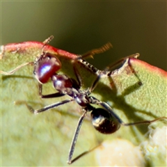 Iridomyrmex purpureus (Meat Ant) at Parkes, ACT - 1 Oct 2025 by Hejor1