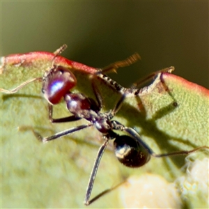Iridomyrmex purpureus (Meat Ant) at Parkes, ACT - 1 Oct 2025 by Hejor1