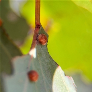 Eriococcus coriaceus (Gumtree Scale) at Parkes, ACT - 1 Oct 2025 by Hejor1