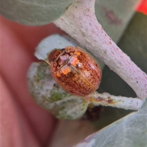 Paropsisterna sp. (genus) (A leaf beetle) by clarehoneydove