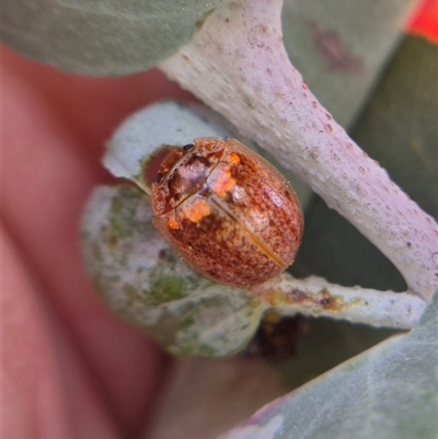 Paropsisterna sp. (genus) (A leaf beetle) at Captains Flat, NSW - 1 Oct 2025 by clarehoneydove
