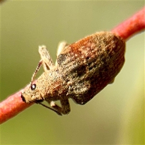 Gonipterini sp. (tribe) (A weevil) at Parkes, ACT - 1 Oct 2025 by Hejor1