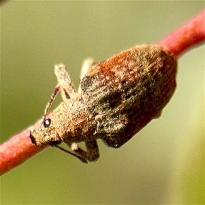 Gonipterini sp. (tribe) (A weevil) at Parkes, ACT - 1 Oct 2025 by Hejor1