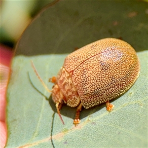 Paropsis atomaria (Eucalyptus leaf beetle) at Parkes, ACT - 1 Oct 2025 by Hejor1