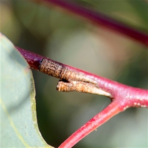 Machaerotinae sp. (subfamily) (Tube Spittlebug) at Parkes, ACT - 1 Oct 2025 by Hejor1