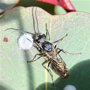 Glycaspis sp. (genus) (Unidentified sugary lerp) at Parkes, ACT - 1 Oct 2025 by Hejor1