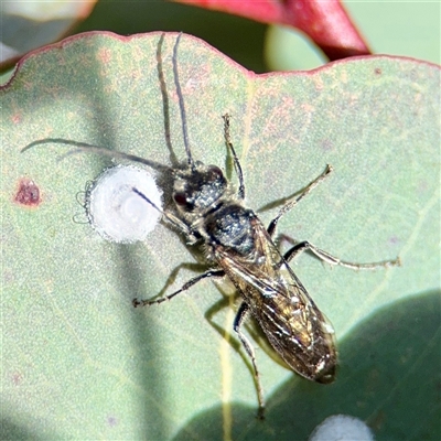 Glycaspis sp. (genus) (Unidentified sugary lerp) at Parkes, ACT - 1 Oct 2025 by Hejor1