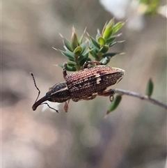 Unverified Weevil (Curculionoidea) at Captains Flat, NSW - 1 Oct 2025 by clarehoneydove