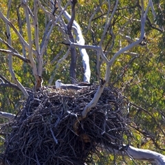 Icthyophaga leucogaster (White-bellied Sea-Eagle) at Googong, NSW - 1 Sep 2025 by jb2602