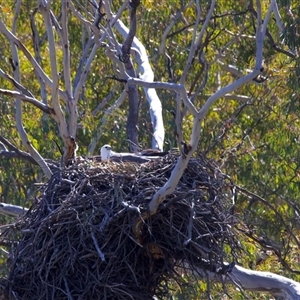 Icthyophaga leucogaster (White-bellied Sea-Eagle) at Googong, NSW - 1 Sep 2025 by jb2602