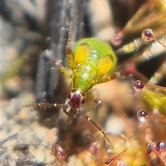 Setocoris (Genus) at Captains Flat, NSW - 1 Oct 2025 by clarehoneydove