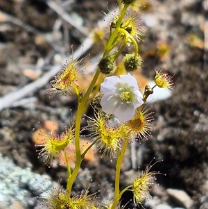 Drosera (genus) at Captains Flat, NSW - 1 Oct 2025 by clarehoneydove