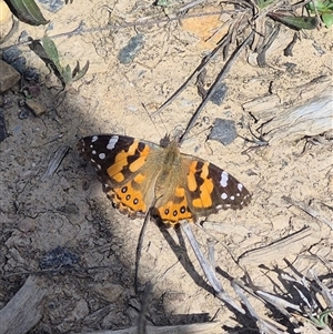 Vanessa kershawi (Australian Painted Lady) at Captains Flat, NSW - 1 Oct 2025 by clarehoneydove