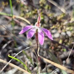 Caladenia fuscata (Dusky Fingers) at Captains Flat, NSW - 1 Oct 2025 by clarehoneydove