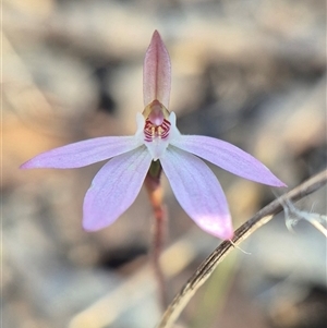 Caladenia fuscata (Dusky Fingers) at Captains Flat, NSW - 1 Oct 2025 by clarehoneydove