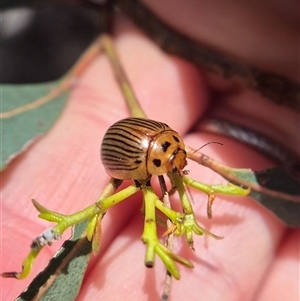 Paropsisterna intacta (Eucalyptus Leaf Beetle) at Captains Flat, NSW - 1 Oct 2025 by clarehoneydove