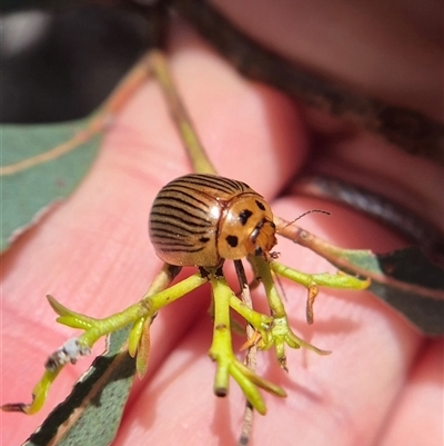 Paropsisterna intacta (Eucalyptus Leaf Beetle) at Captains Flat, NSW - 1 Oct 2025 by clarehoneydove