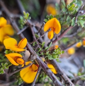 Unverified Pea at Captains Flat, NSW - 1 Oct 2025 by clarehoneydove