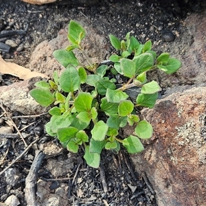 Unverified Other Wildflower or Herb at Hawker, ACT - 28 Sep 2025 by sangio7