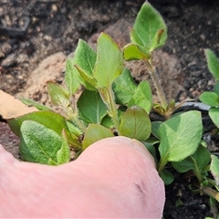 Unverified at suppressed - suppressed