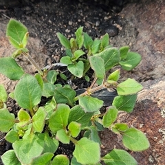 Unverified at suppressed - suppressed