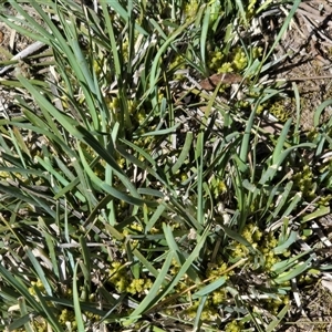 Lomandra bracteata (Small Matrush) at Farrer, ACT - 1 Oct 2025 by Mike